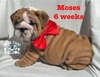 Moses