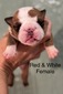 Red & White Girl