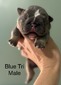 Blue Tri Male