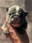 Blue Tri Female Small