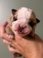 Fawn & White 2 Dots Hope’s
