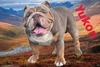 Love That Bulldog Yukon (Yukon)