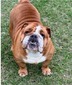 Thompsons Love That Bulldog Poppy Hicks (Poppy)